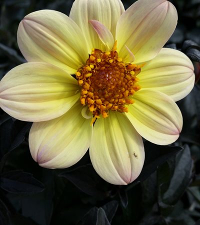 Dahlia Happy Days® Lemon